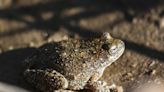 Psychedelic compound found in toads tested as alcoholism treatment