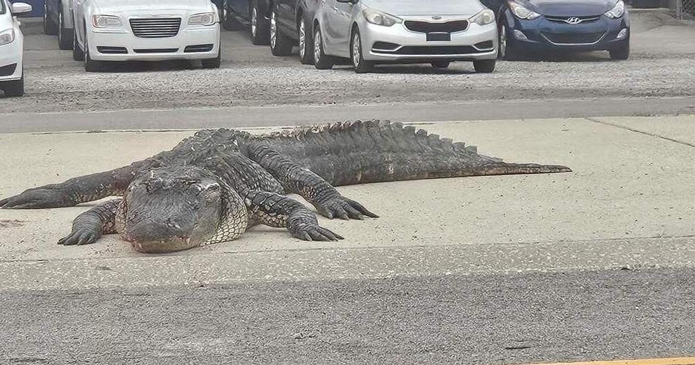 Massive dead alligator on median causes car to crash into Louisiana bayou