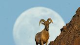 A big horn sheep was killed in Arizona. Officials offer $6,500 reward for information.