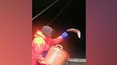 Black sole being tossed back into the water in Wexford