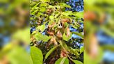 Cicada Watch! After 13 years in the ground, Brood 19 will soon emerge in Buncombe County