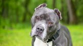 American Bully Dogs Have Been Banned in Two Countries