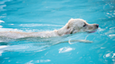 Can All Dogs Swim? Discover the Answer + How to Keep All Dogs Safe in The Water