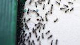Scientists Believe There Are 20,000,000,000,000,000 Ants on Earth — And That's a Conservative Estimate