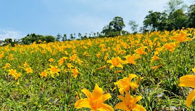 中部最大片的金針花海 東勢林場金針花盛開5月份正是最佳賞花期