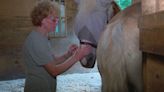 2 blind horses headed for slaughterhouse in Mexico saved by Massachusetts farm