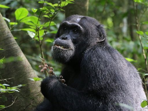 Los chimpancés toman sus propios antibióticos