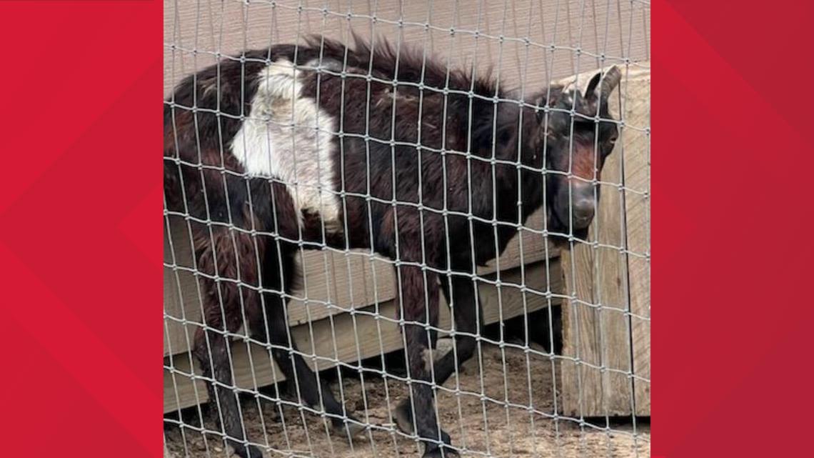 Portage APL rescues over 180 animals from 'horrendous living conditions'