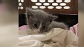 Kittens found in trash compactor after worker hears meowing