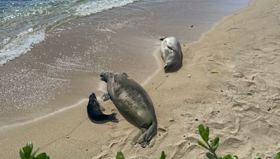 DLNR gets you up close and personal with new seal pup