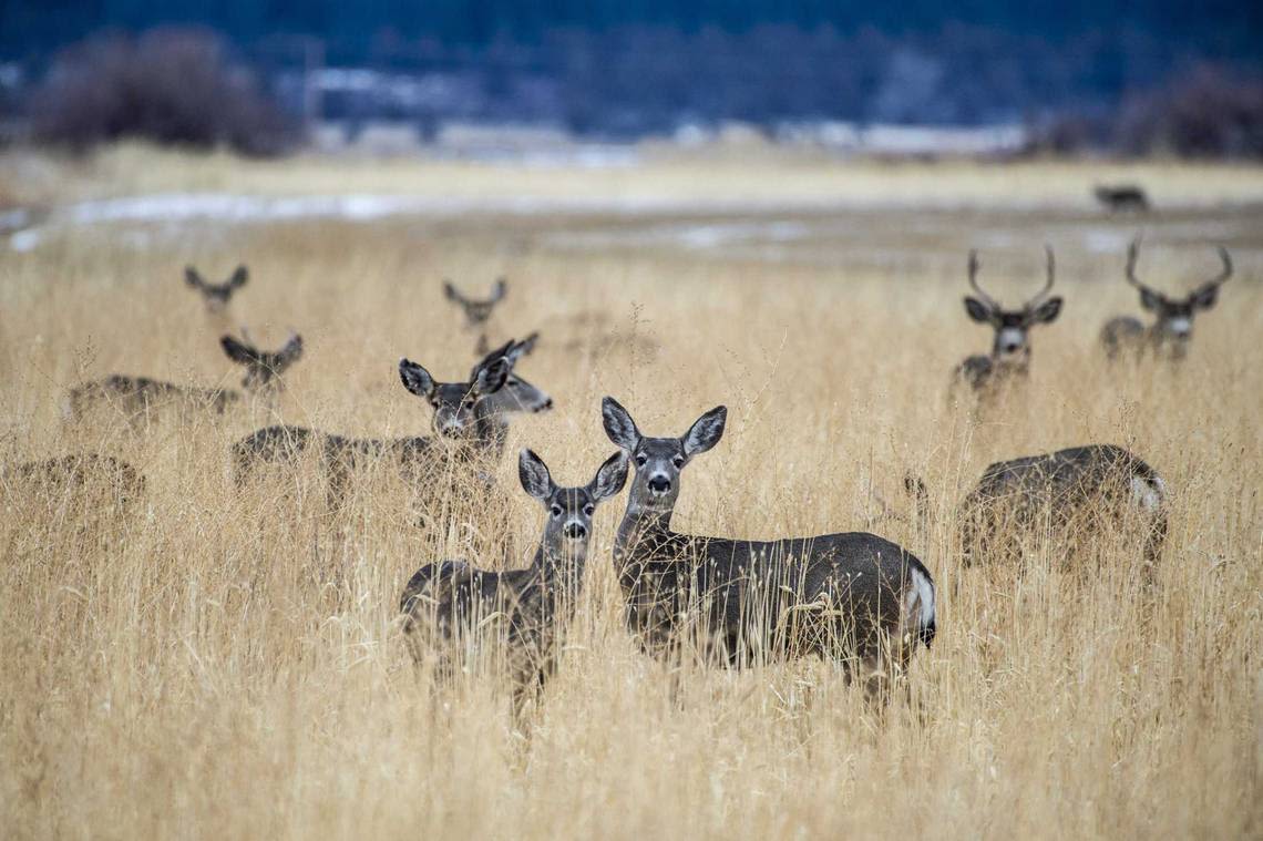 This deadly disease that kills deer and elk has been detected in California for the first time