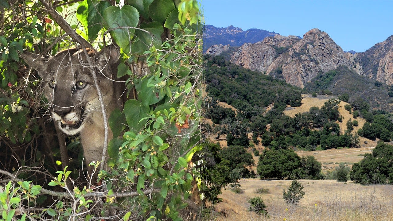 Mountain lion attacks 5-year-old picnicking with family at Southern California park