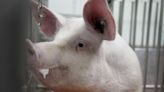 Meet some of the world's cleanest pigs, raised to grow kidneys and hearts for humans