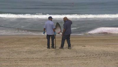 Crews clear 51-foot-long dead fin whale from Torrance Beach