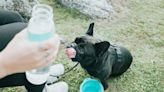 How to prevent heat stroke in dogs this summer