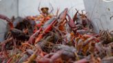 After ongoing crawfish drought, LDAF urges government to aid Louisiana crawfish industry