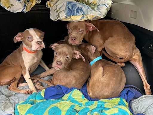 Puppies left abandoned in airtight, feces-filled container at NY gas station
