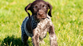 German Shorthaired Pointer Puppy Learning How to ‘Doing His Job’ Is Full of Natural Instinct