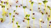 How to Germinate Seeds: All the Basics of Seed Starting Indoors
