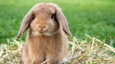 Year of the Rabbit: 5 shocking facts of owning rabbits