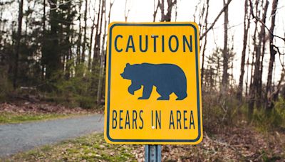 California confirms first fatal black bear attack on human