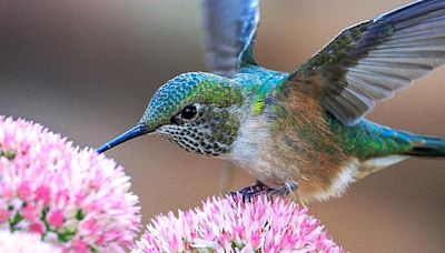 Organization tracks hummingbird sightings across the U.S., expect more hummingbirds in Colorado soon