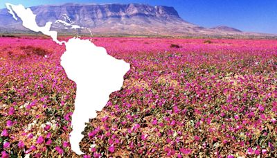 El desierto más seco del mundo está en Sudamérica y un raro fenómeno lo está cubriendo de flores