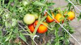 When should I plant my fall vegetable garden? Right now. Here are 3 things to know