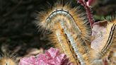 Uconn shares why CT should be on the lookout for Eastern Tent Caterpillars