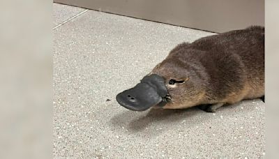 Little Platypus Gets An Adorable Checkup After Being Found Far From Home