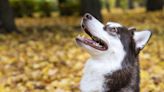 15-Year-Old Husky Lives It Up During His Golden Years and People Are Here for It