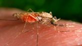 2 more locally acquired cases of malaria found in Florida, bringing recent US total to 7