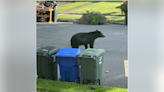 Black bear spotted in Arlington