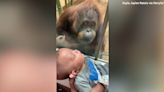 Wild orangutan in Indonesia appears to use medicinal plant to disinfect wound: 'Likely self-medication'