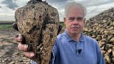 Chatteris farmer sees 300 tonnes of sugar beet perish due to wet winter