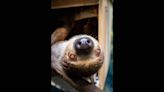 Slow-moving creature makes debut at a North Carolina aquarium. Meet Indie the sloth