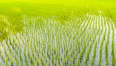 Good flooding? Scientists use rice cultivation to preserve soil in Florida’s Everglades Agricultural Area