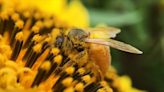 La población de abejas disminuye un 30% en Europa: principal polinizador mundial