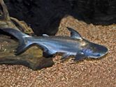 Pangasius