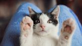 ¿Los gatos ignoran a los dueños? Un nuevo estudio derribó un mito sobre sus comportamientos