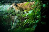 Bannerghatta National Park