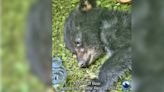 Rescue asking for donations after cub saved from Great Smoky Mountains National Park