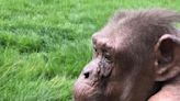 Europe's oldest chimp, with 19 grandchildren and three great-grandchildren, turns 58 at zoo