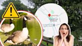 Geese Louise! New Jersey Residents are Appalled by Town's Plans to Gas Geese to Death!