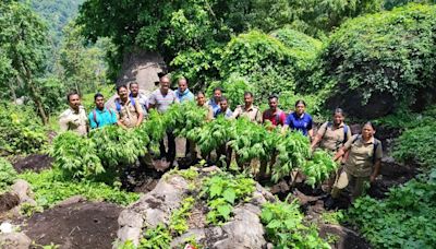 Excise team destroys 604 ganja plants in Attappady