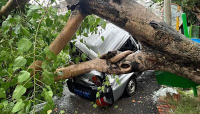 強颱凱米肆虐！台南南區公園路樹倒塌 小貨車被當場擊中車廂半毀