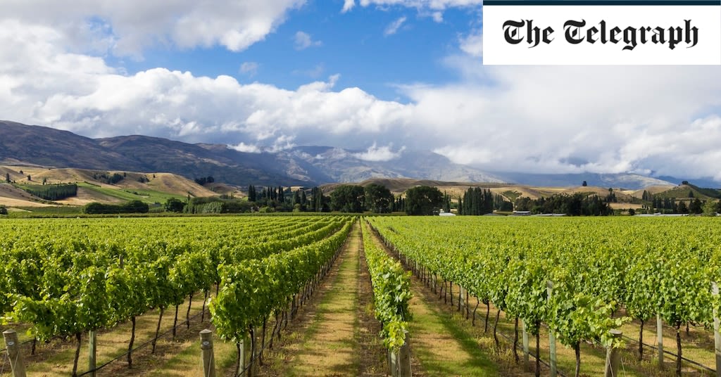 The New Zealand region with vineyards to rival Burgundy