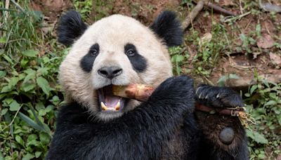 Two giant pandas from China welcomed to US as part of new phase in ‘panda diplomacy’