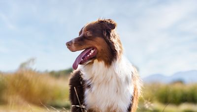 Australian Shepherd Becomes Sword Fighting Sensation Blending Both Brains and Brawn