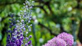When to plant allium bulbs for stunning purple blooms in your garden next year
